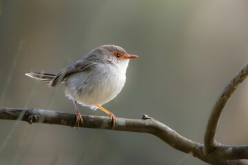 A female Superb fairywren perched on a branch