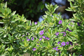 Paraguay nightshade is a species of flowering plant in the nightshade family Solanaceae.