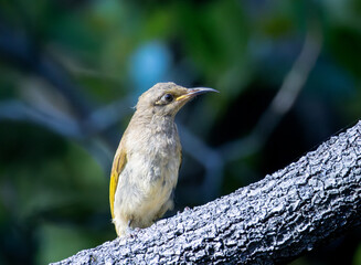 A Brown Honeyeater perched on a branch