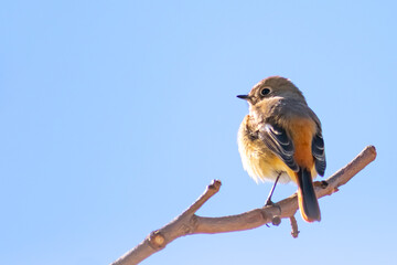 青空をバックにして枝に止まるジョウビタキ