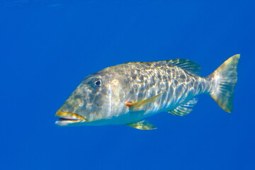 Fototapeta premium Yellowlip emperor (Lethrinus xanthochilus) undersea, Red Sea, Egypt, Sharm El Sheikh, Montazah Bay