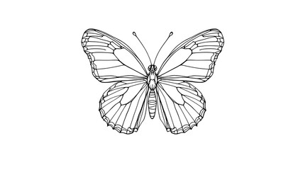 Fototapeta premium Intricate Line Art of a Butterfly Capturing Natural Beauty and Delicate Design