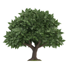 A solitary lush green tree with dense foliage. transparent background