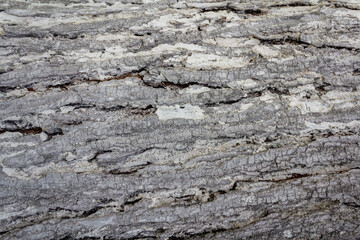 Mahogany Tree Bark Textures