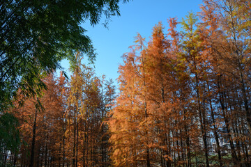 Orange-yellow grove of larch trees