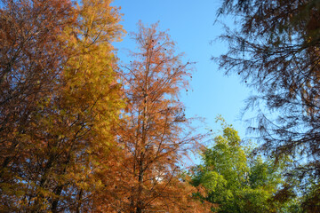 Orange-yellow grove of larch trees