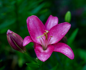 Lily flower close-up on a green background in summer