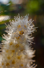 Rowan-leaved flower close-up on a green background in summer