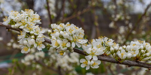 Flowers of the berry bush "Plum" close-up in spring