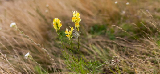 Flowers "Fragrant flax" close-up on the background of greenery in summer
