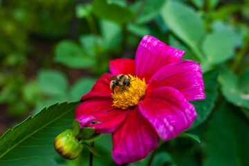 Flowers "Dahlias" with bumblebee close-up on the background of greenery in summer