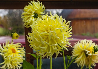 Flowers yellow "Dahlias" close-up on a background of greenery in summer