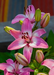 Lily flowers close-up on the background of greenery in summer