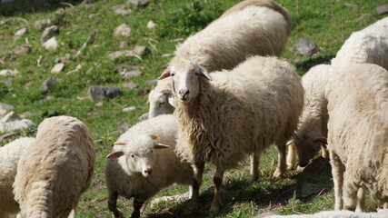 Fototapeta premium sheep and lambs