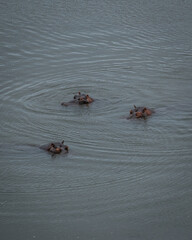 Three hippos pop their heads out of the water