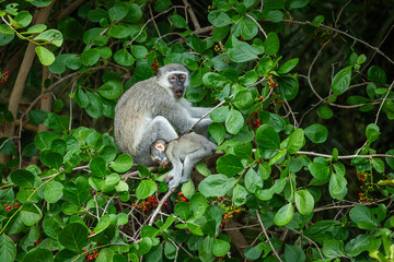 Vervet monkey in a tree eating berries
