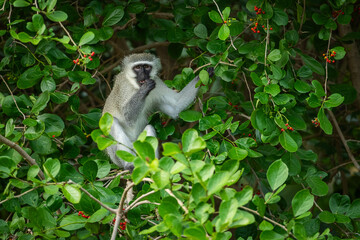 Vervet monkey in a tree eating berries