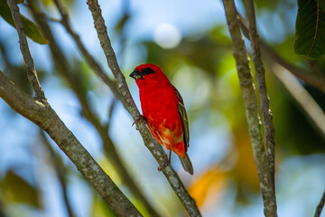 A Mauritius red fody in a tree