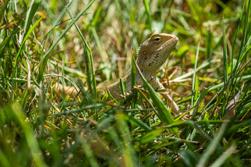 Oriental garden lizard in the grass