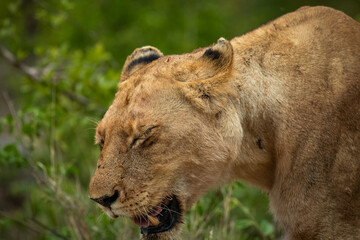 Close up image of a female lion's head