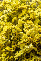 Many yellow statice flowers (Limonium), floral background