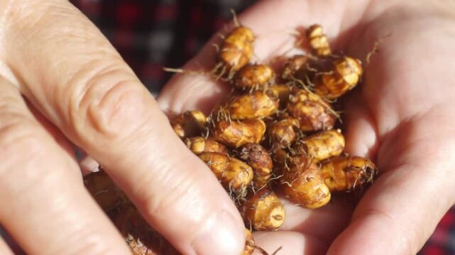 Chufa tubers (groundnut, earth almond) on a woman's hands