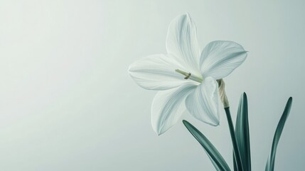 Fototapeta premium Delicate White Narcissus Flower Highlighted on a Clean Background