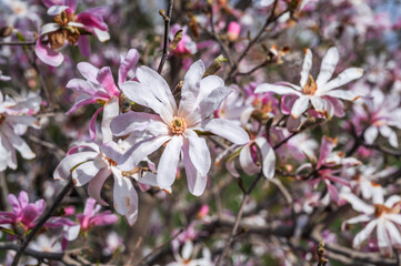 Obraz premium Magnolia flowers pink white blossom in the spring park.