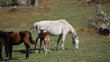 foal and mare