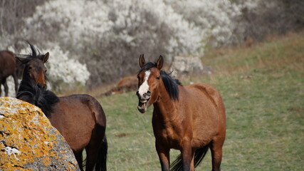 Fototapeta premium horses in a pasture