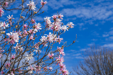 Magnolia flowers with pink petals on a blue sky background.