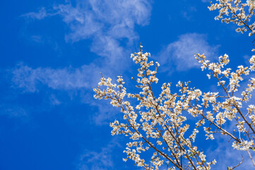 Branches of a spring flowering tree in full bloom against a blue sky background