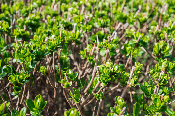 garden fence, sprouts of wild privet on the background of a natural park.