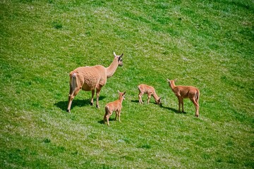 A family of vicuas grazing peacefully in the high-altitude grasslands of the Andes.