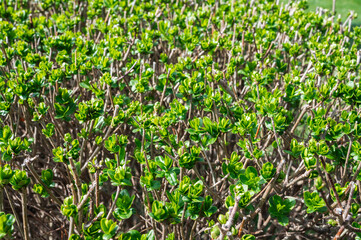 Privet Bush sprouts in natural light close-up