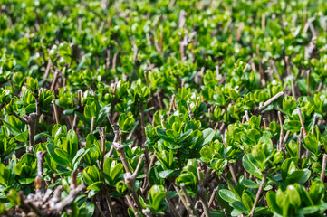 garden fence, sprouts of wild privet on the background of a natural park.