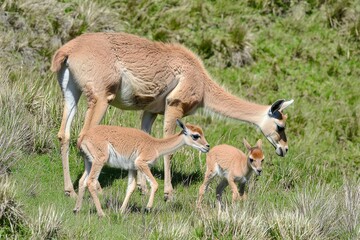 Fototapeta premium A family of vicuas grazing peacefully in the high-altitude grasslands of the Andes.