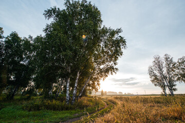 A country road in a wheat field next to a birch forest at sunset