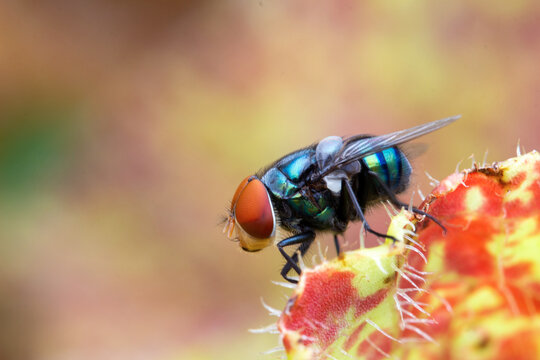 Flies in a close-up macro shoot, Blow fly, carrion fly, bluebottles or cluster fly