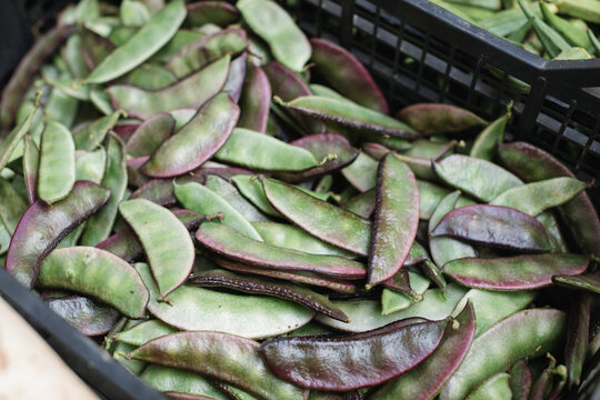 Red purple Indian surti, valor papdi beans in a basket at the local market.