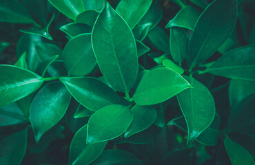 Fototapeta premium Green banyan leaves nature background