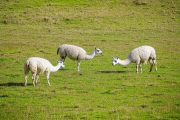 Fototapeta premium A group of llama grazing peacefully in the high-altitude grasslands of the Andes.