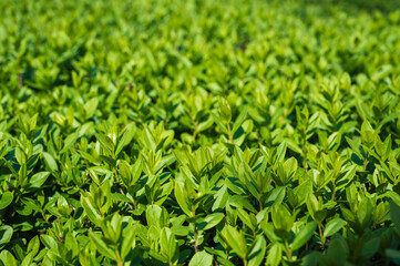 Privet bush in natural lighting in close-up