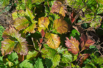 Brown spot on strawberry leaves, a disease of cultivated plants