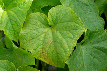 Cucumber foliage damage in open ground, orange spots on leaves