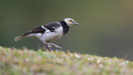 A black-collared starling walking on the grass. Blurred background.