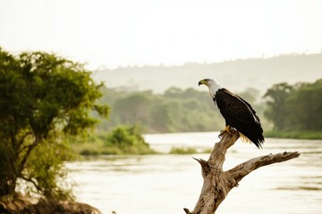 A majestic African fish eagle perched on a branch overlooking a river. 