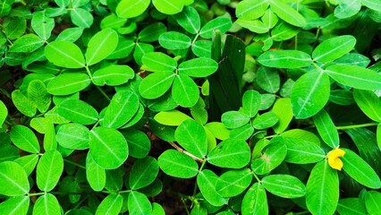 Macro shot of Arachis pintoi foliage, displaying its vibrant greenery and delicate texture, a popular ground cover plant known for its durability, low maintenance, and environmental benefits