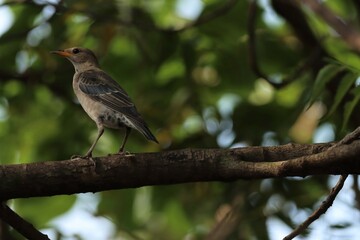 Rosy starling standing on the branch. Bird background.