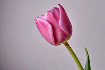 there is a pink flower that is in a vase on a table